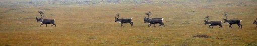 Caribous am Dempster Highway